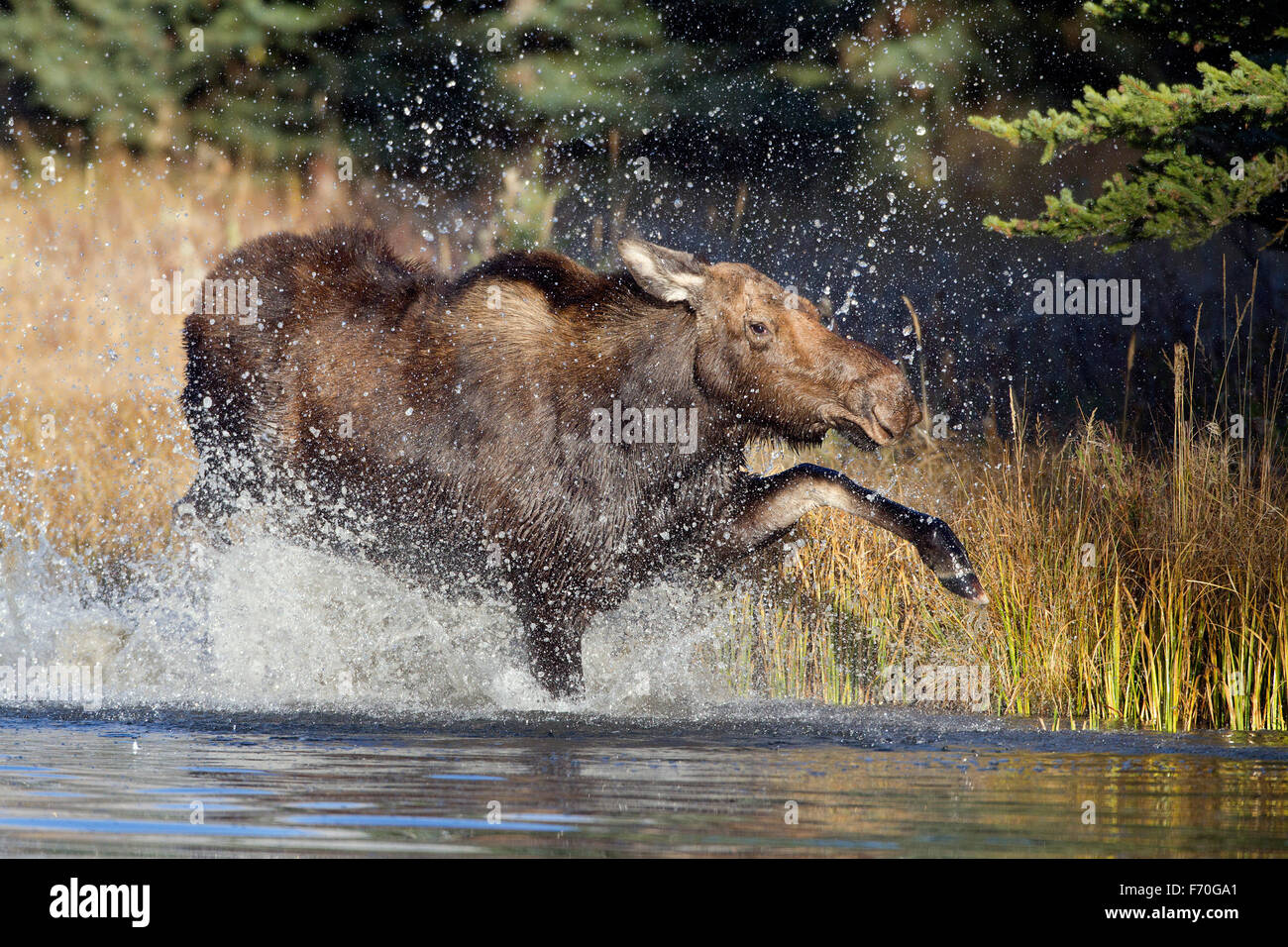 Moose Cow Stock Photo