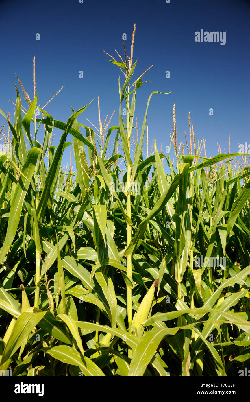Corn stalks in Indiana Stock Photo