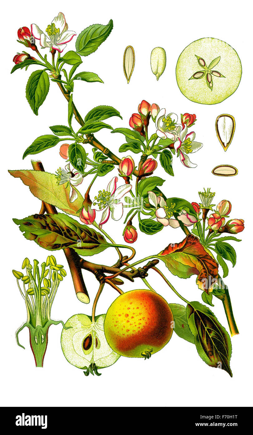 Botanical Illustration of Malus Domestica - the Apple Stock Photo