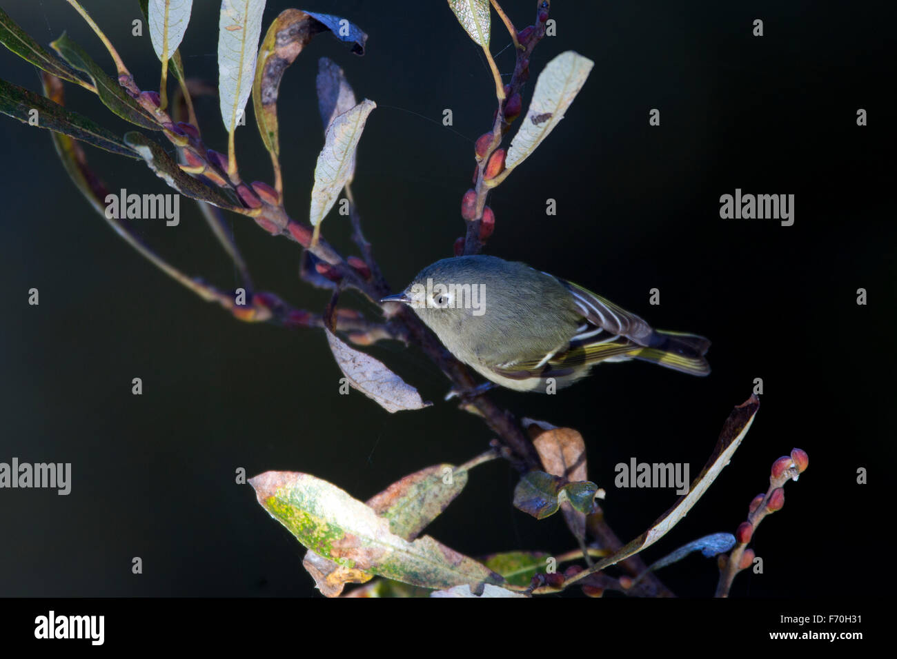 Ruby crowned Kinglet Stock Photo