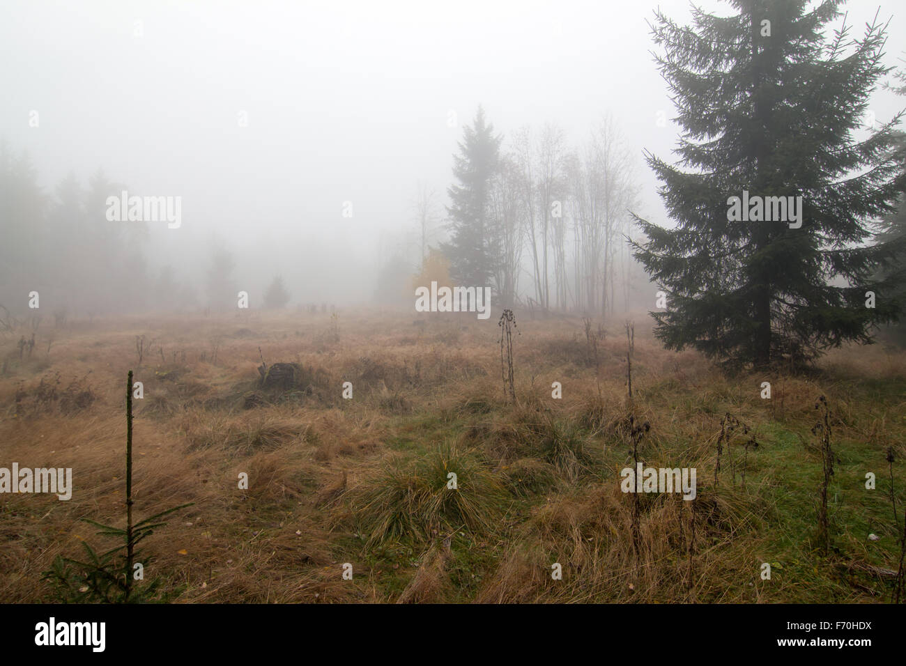 Fog in the woodland - harsh autumn day in the woods Stock Photo