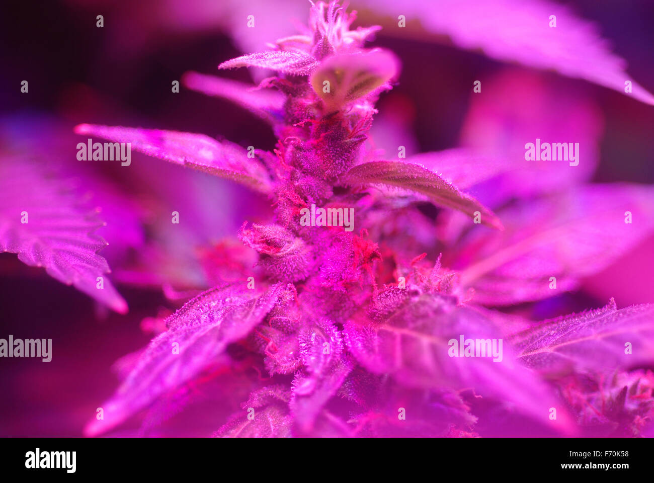 Cannabis plant in early bud growth stage illuminated by red and blue