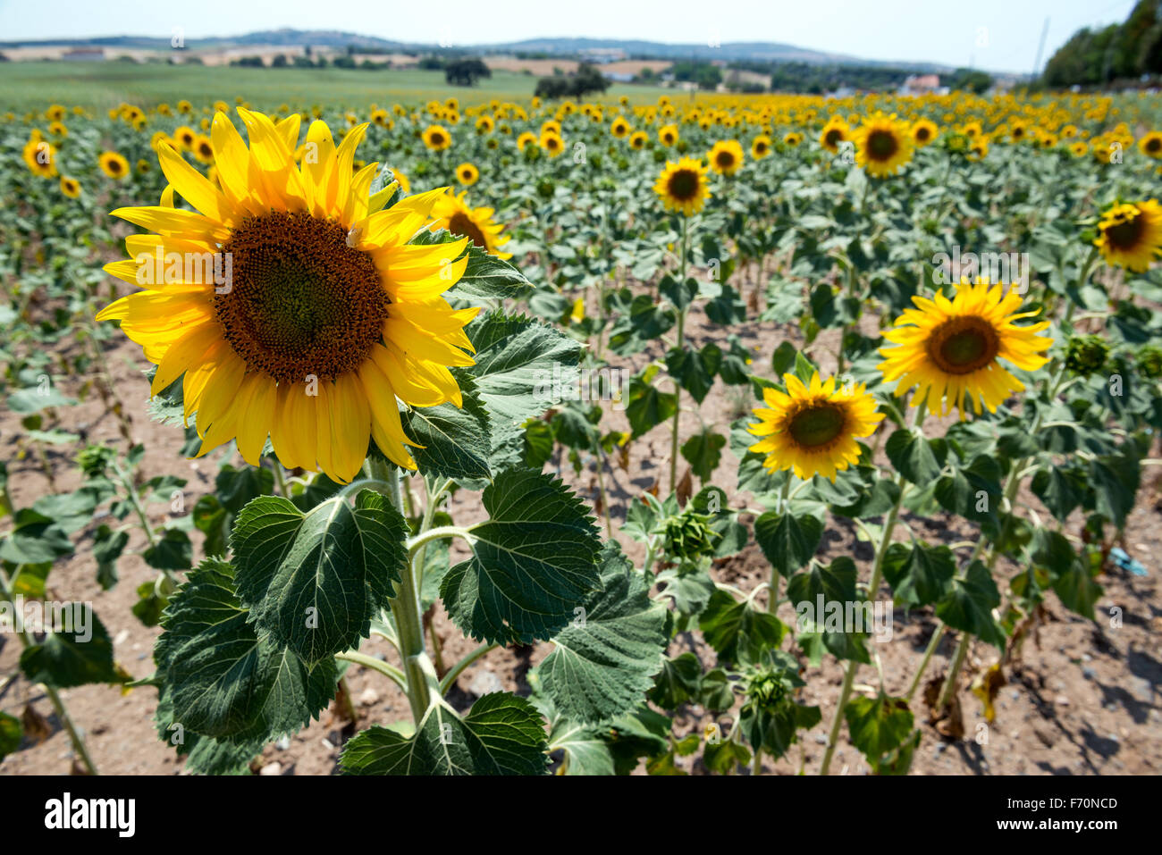 Beautiful view of a large sunflower's field Stock Photo - Alamy