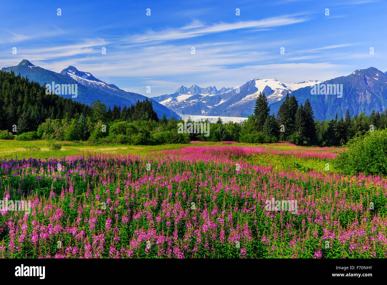 Mendenhall Glacier viewpoint with fireweed in bloom. Juneau, Alaska Stock Photo