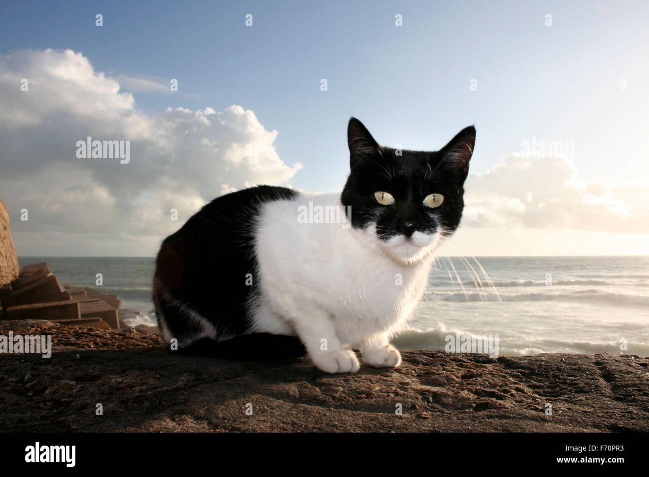 Stray cat having a bath sun beside the boardwalk, Cadiz, Spain Stock Photo