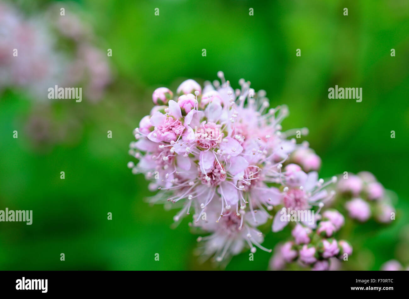 Pink and green wildflower hi-res stock photography and images - Alamy