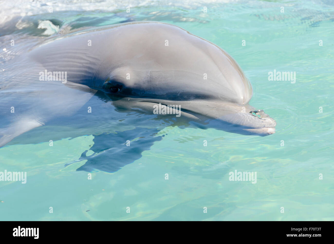 Young dolphin at Sea World, Surfers Paradise, Gold Coast, Queensland, Australia Stock Photo