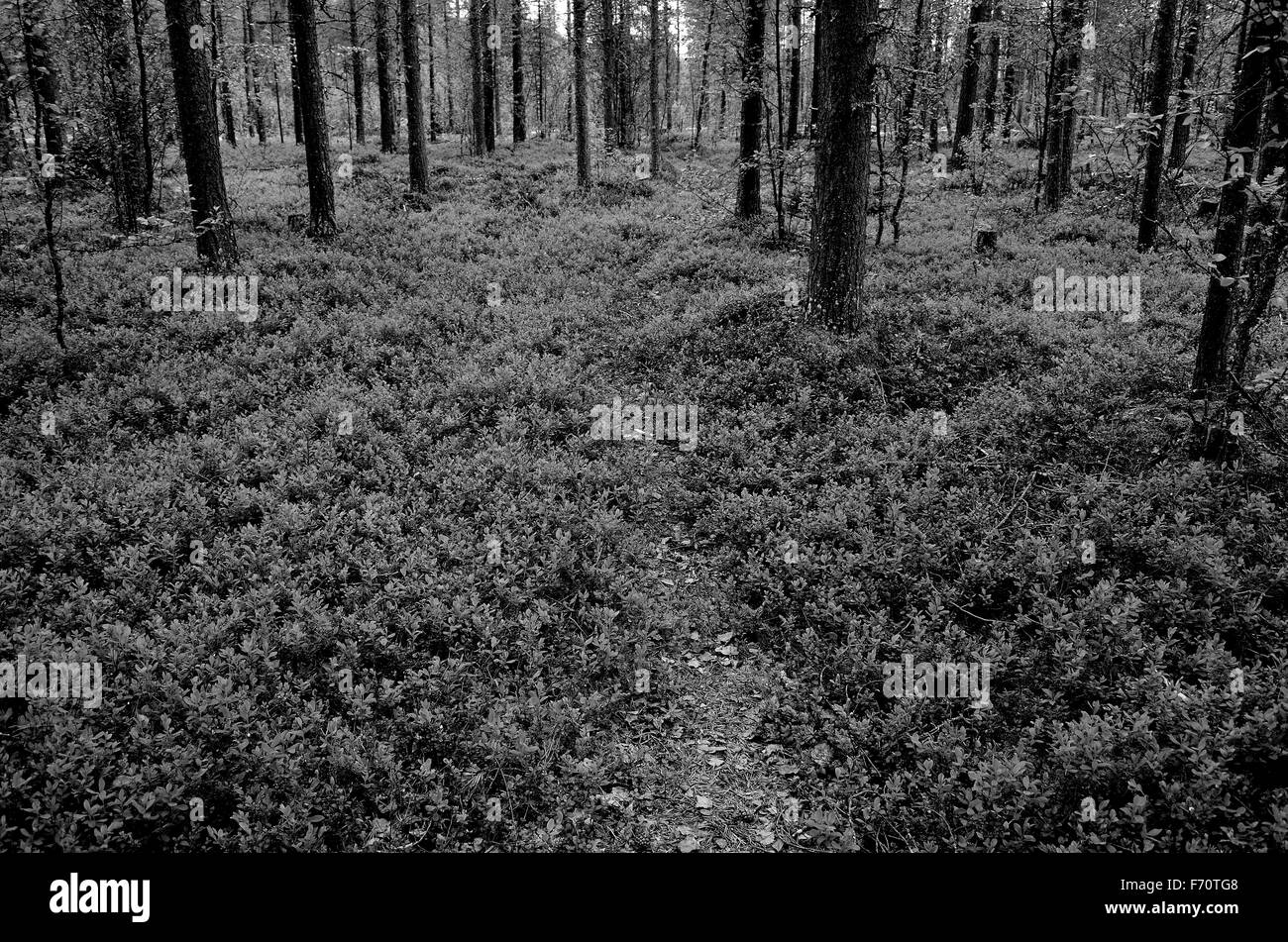Tall pinetree Black and White Stock Photos & Images - Alamy