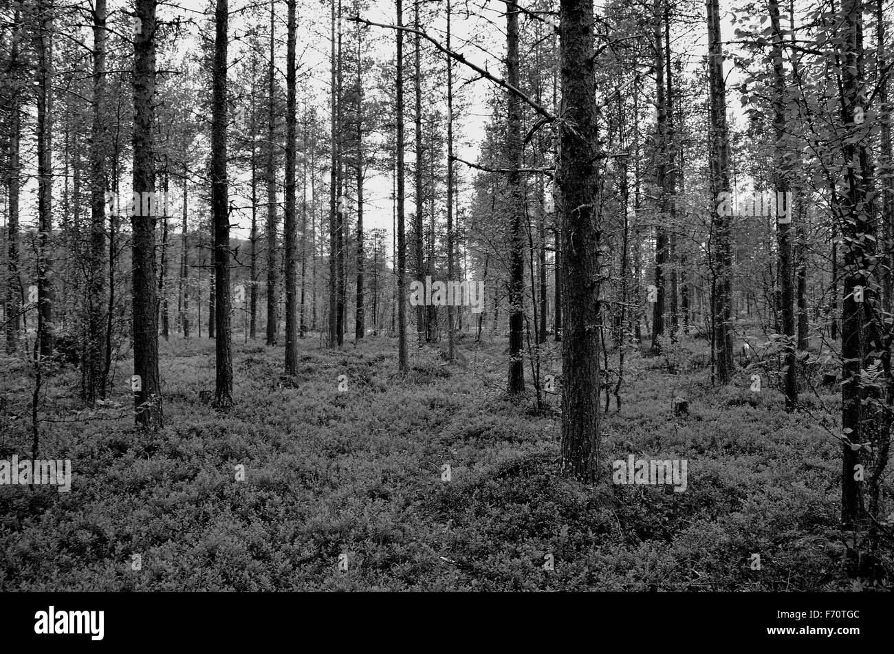 Tall Pinetree Black And White Stock Photos Images Alamy