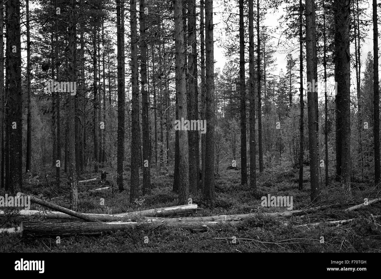 pine tree forest in summer black and white Stock Photo - Alamy