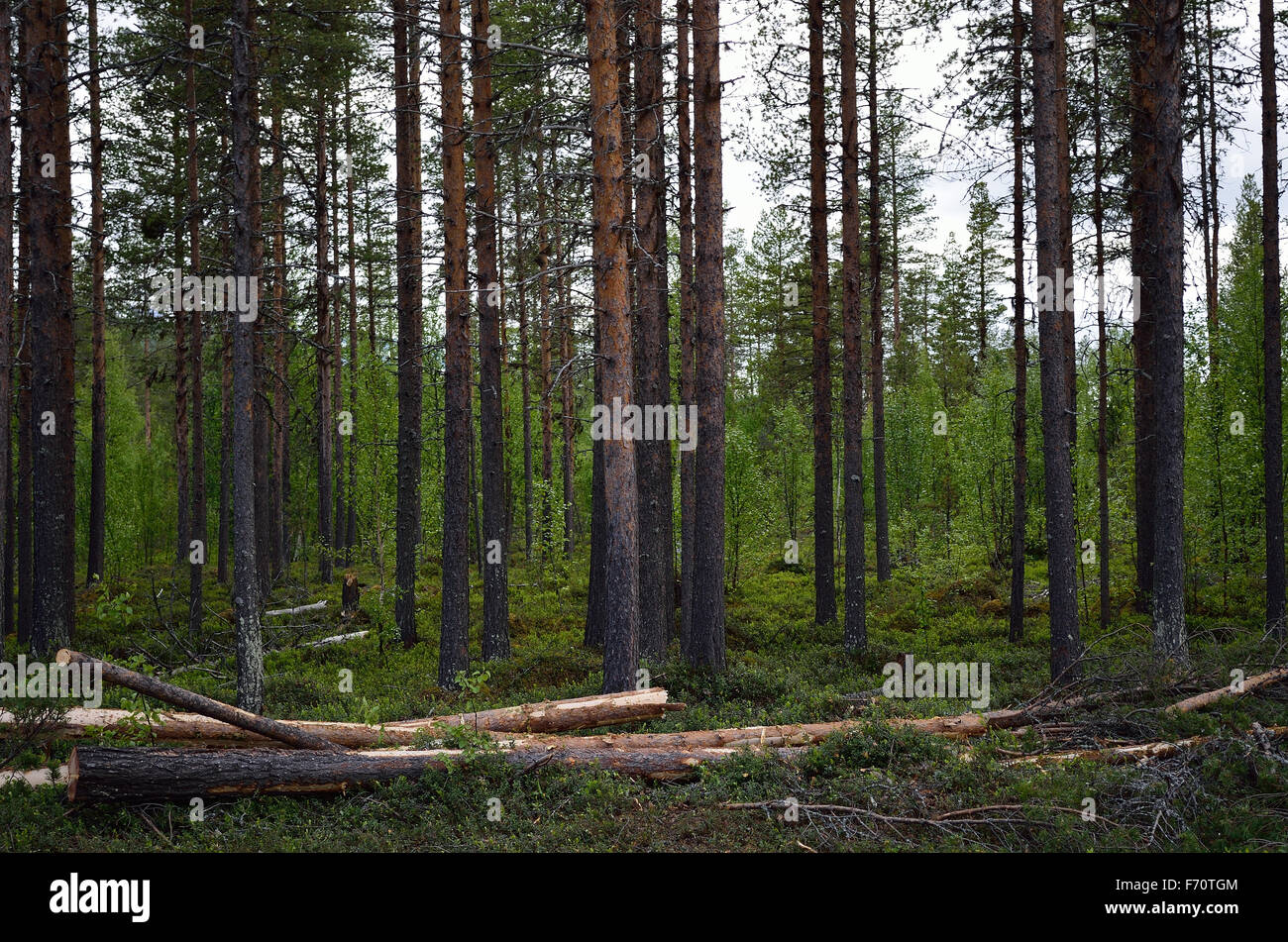 pine tree forest in summer Stock Photo - Alamy