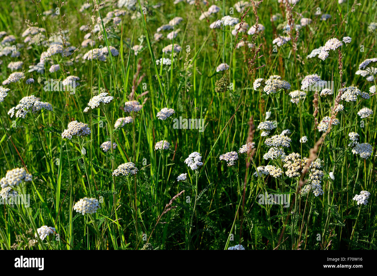 field of white wildflowers in summer Stock Photo - Alamy