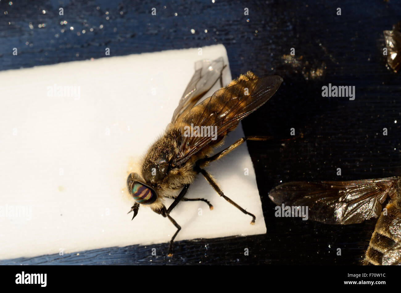 horsefly,gad fly,clegg,klegg caught on fly paper under extreme