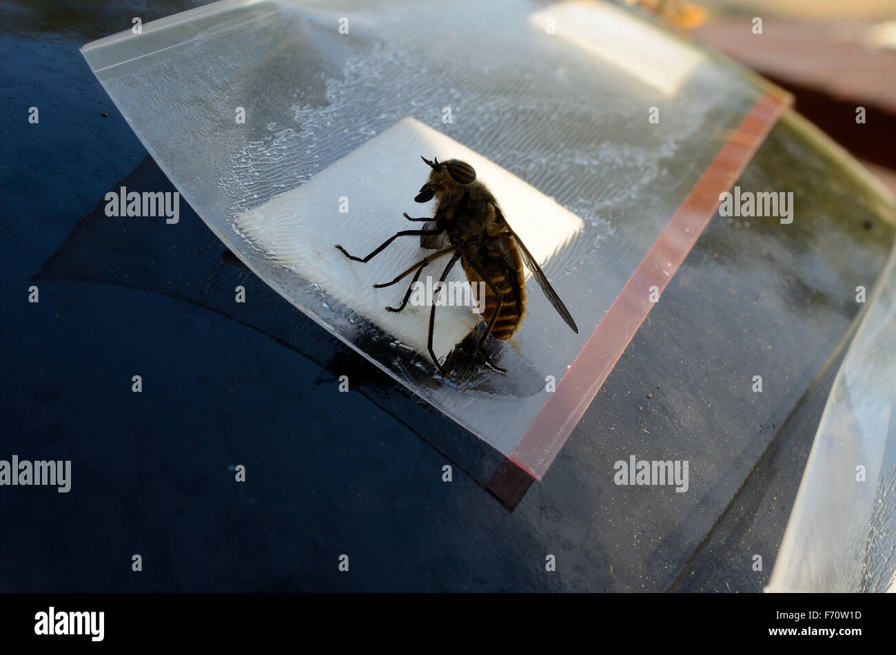 horsefly,gad fly,clegg,klegg caught on fly paper under extreme