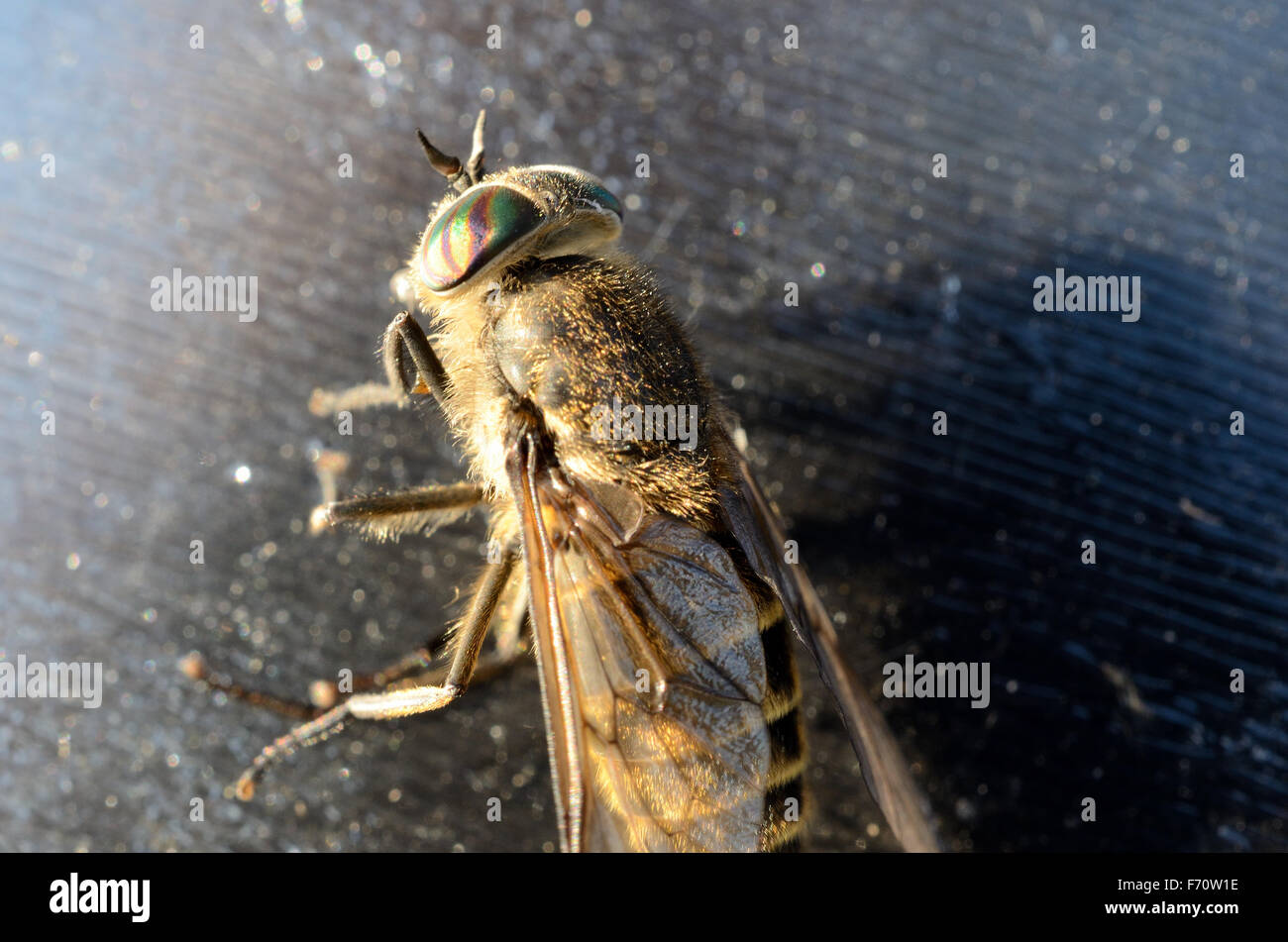 Klegg hires stock photography and images Alamy