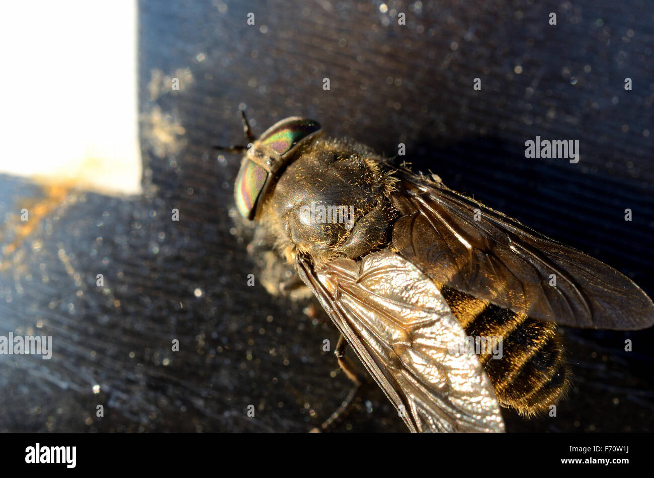 horsefly,gad fly,clegg,klegg caught on fly paper under extreme