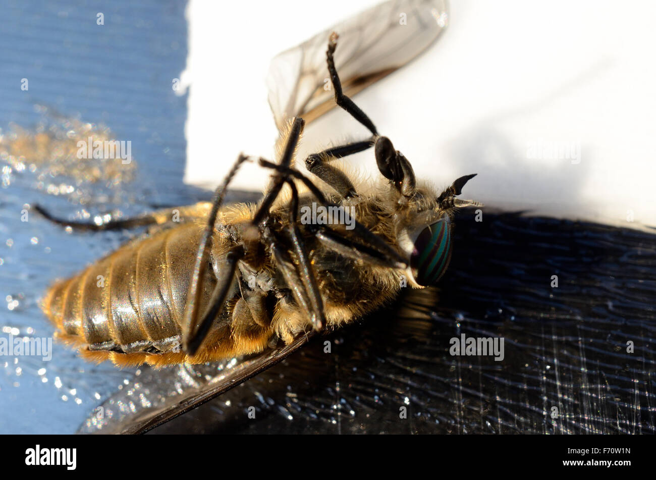 horsefly,gad fly,clegg,klegg caught on fly paper under extreme