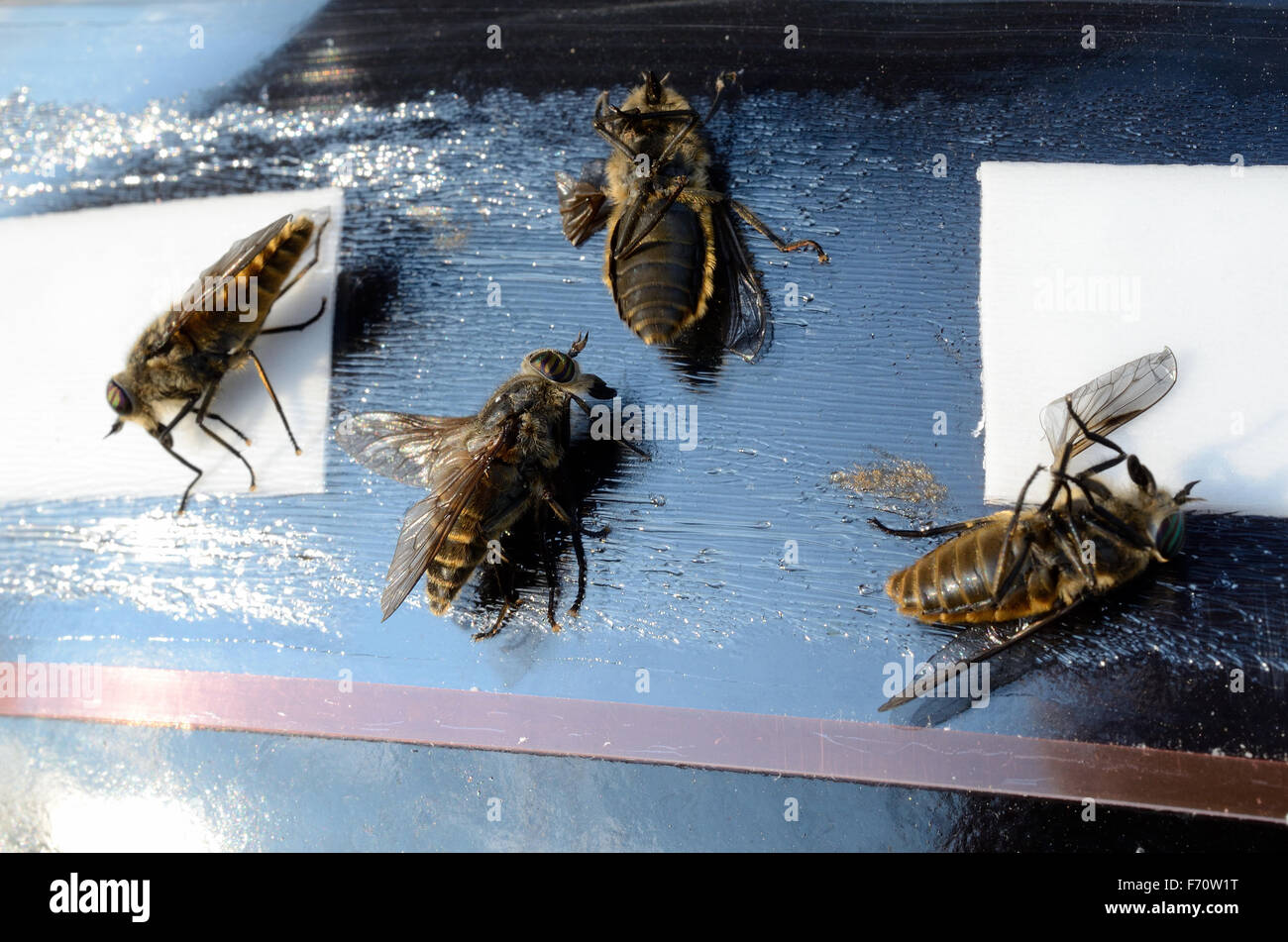 Clegg fly hires stock photography and images Alamy