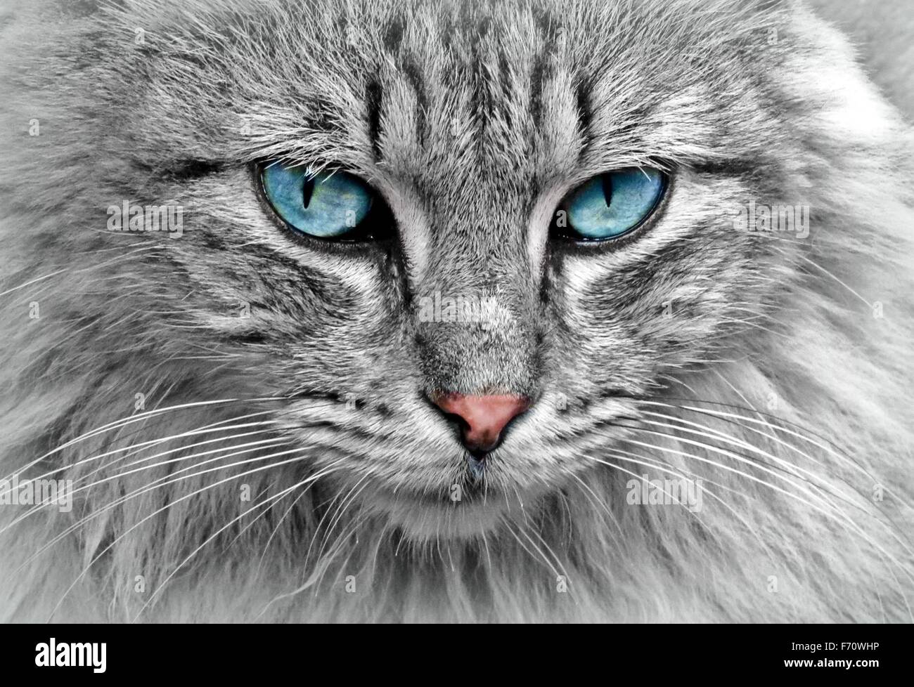 Full Frame Portrait Of A Grey Tabby Cat With Blue Eyes Selective Color Stock Photo Alamy