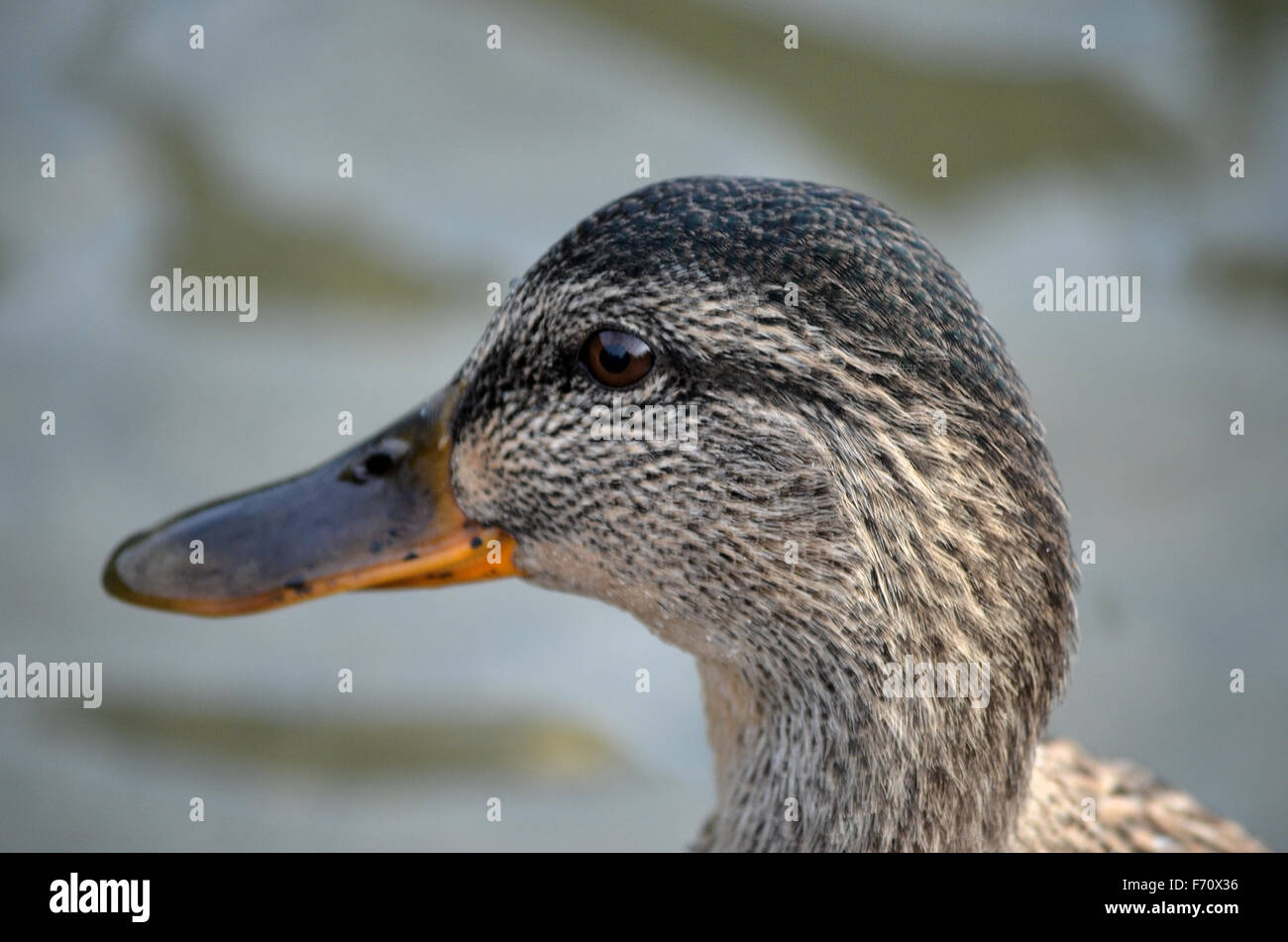 beautiful duck in autumn pond close up Stock Photo - Alamy