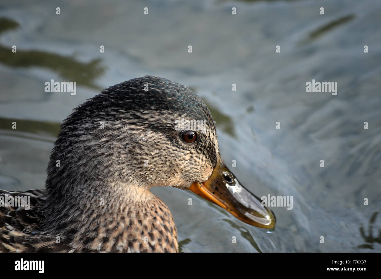 beautiful duck in autumn pond close up Stock Photo - Alamy