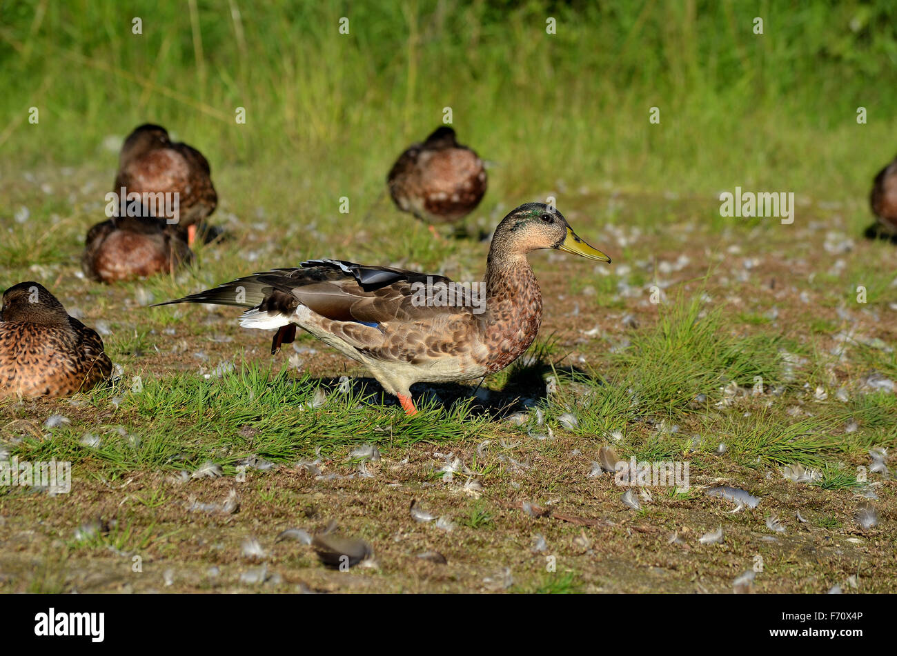 mallard duck guards the sleeping duck flock Stock Photo Alamy