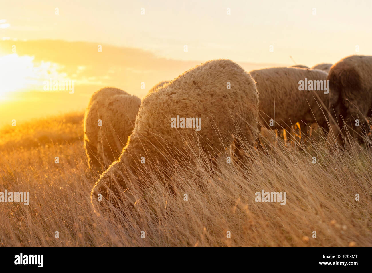 Sheep grazing in the field enjoying last minutes of pleasant sunshine Stock Photo