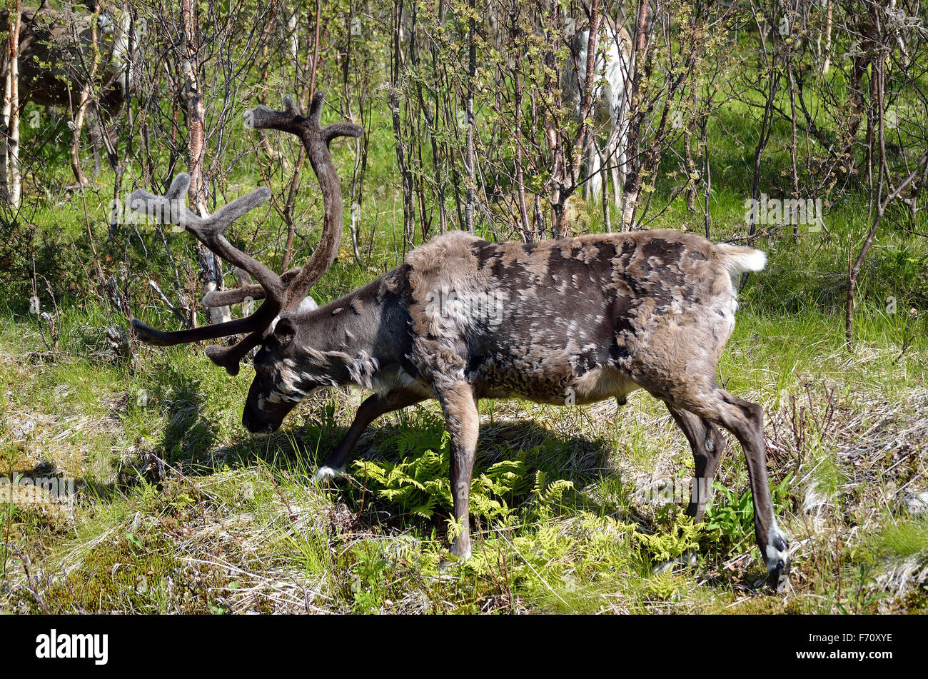 reindeer in summer nature Stock Photo - Alamy