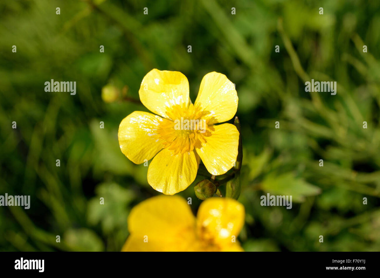 buttercup flower in summer macro Stock Photo Alamy