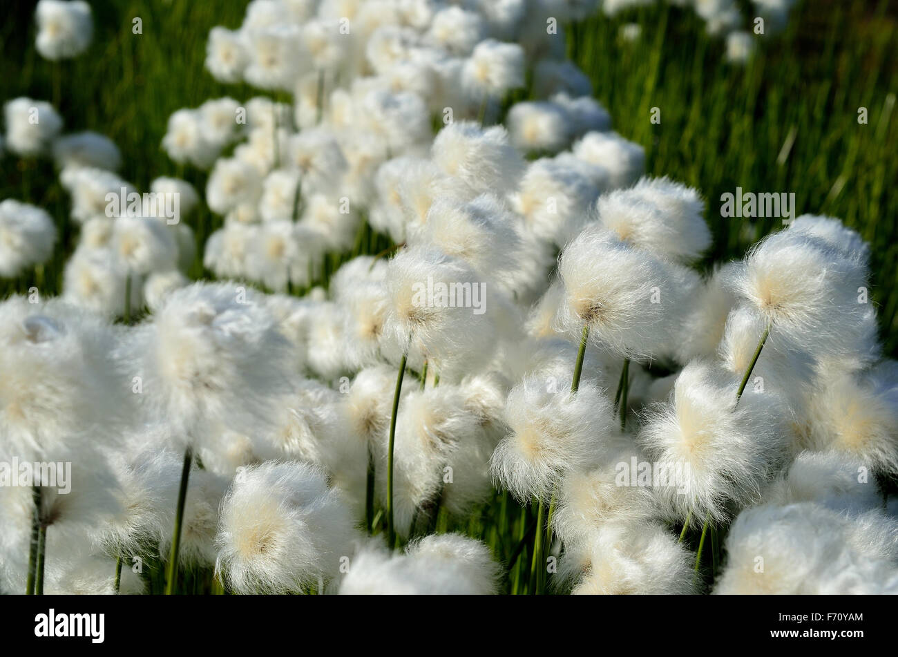 cottongrass field in the summer sun Stock Photo Alamy