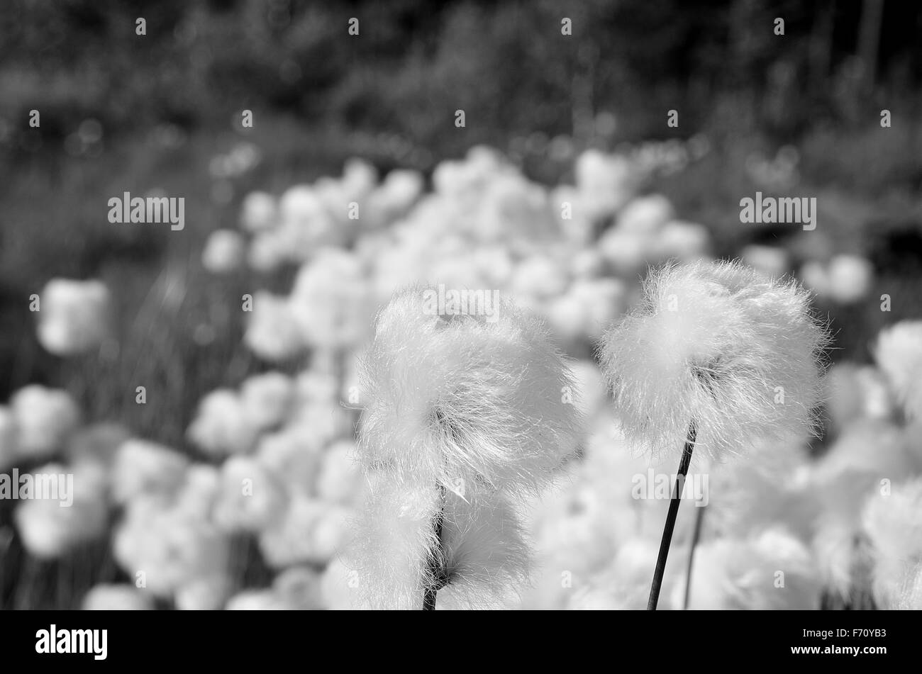 serene cottongrass in summer monochrome Stock Photo Alamy