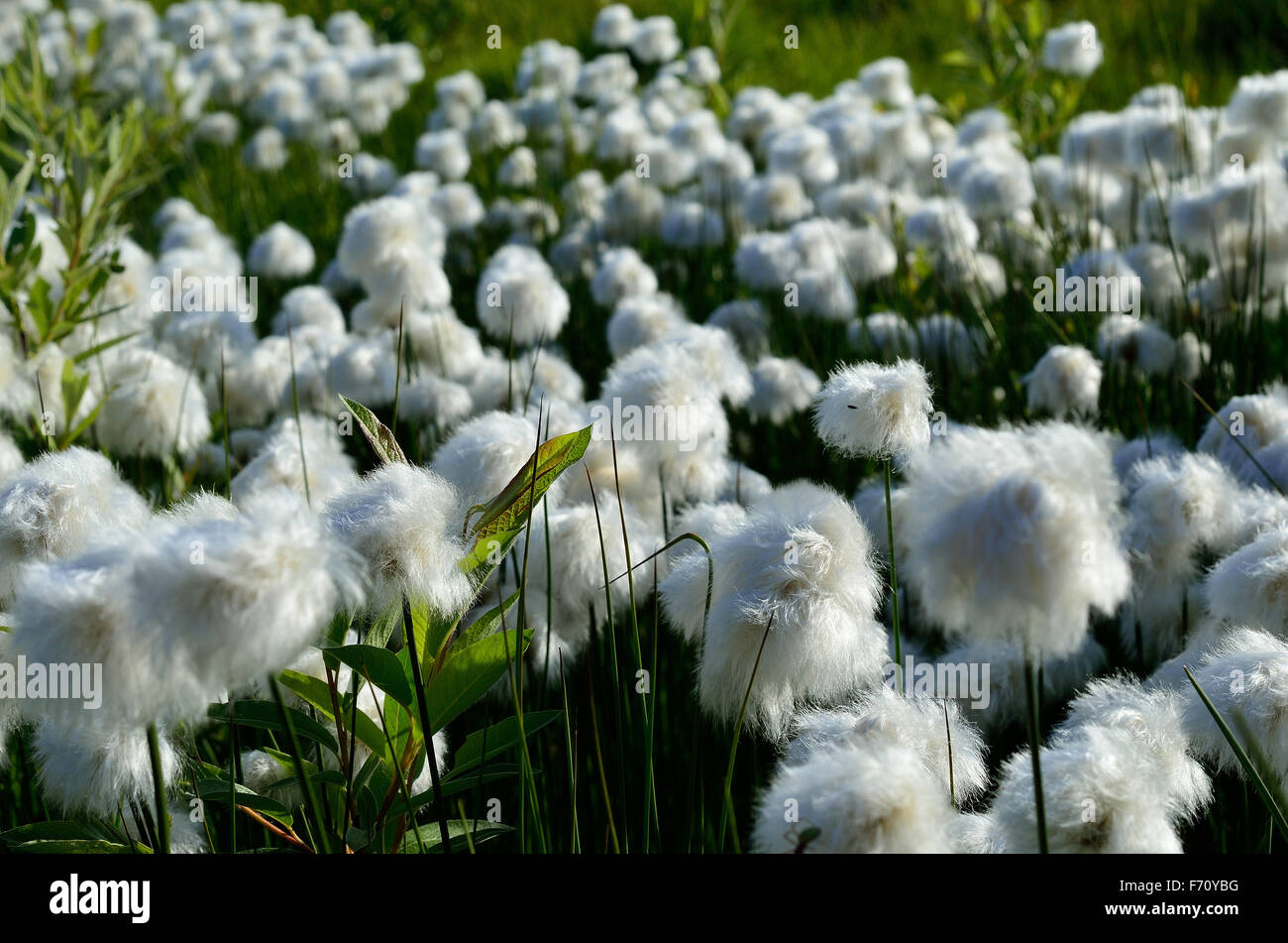 cottongrass field in the summer sun Stock Photo Alamy
