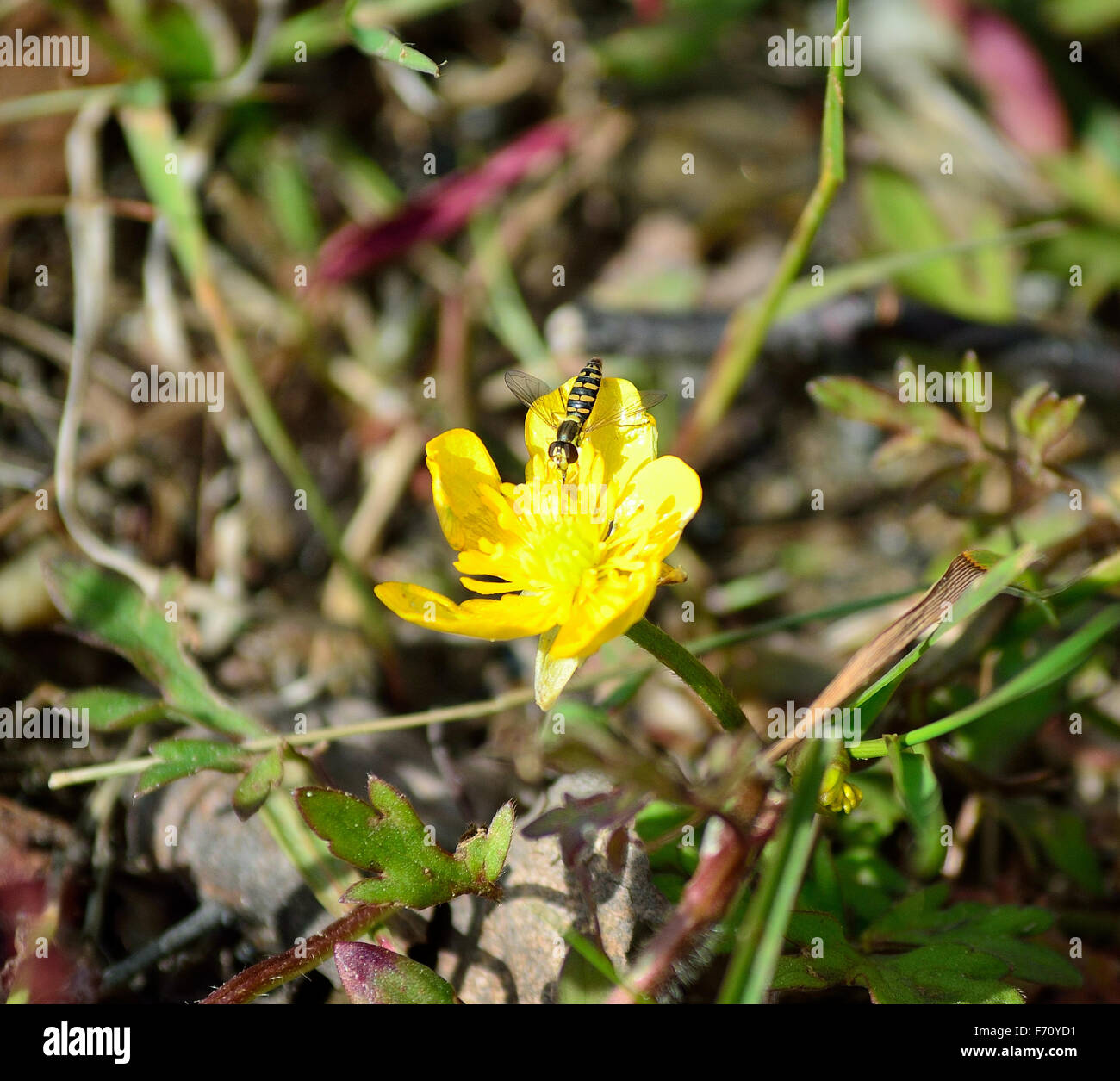 insect on buttercup flower in summer nature Stock Photo - Alamy