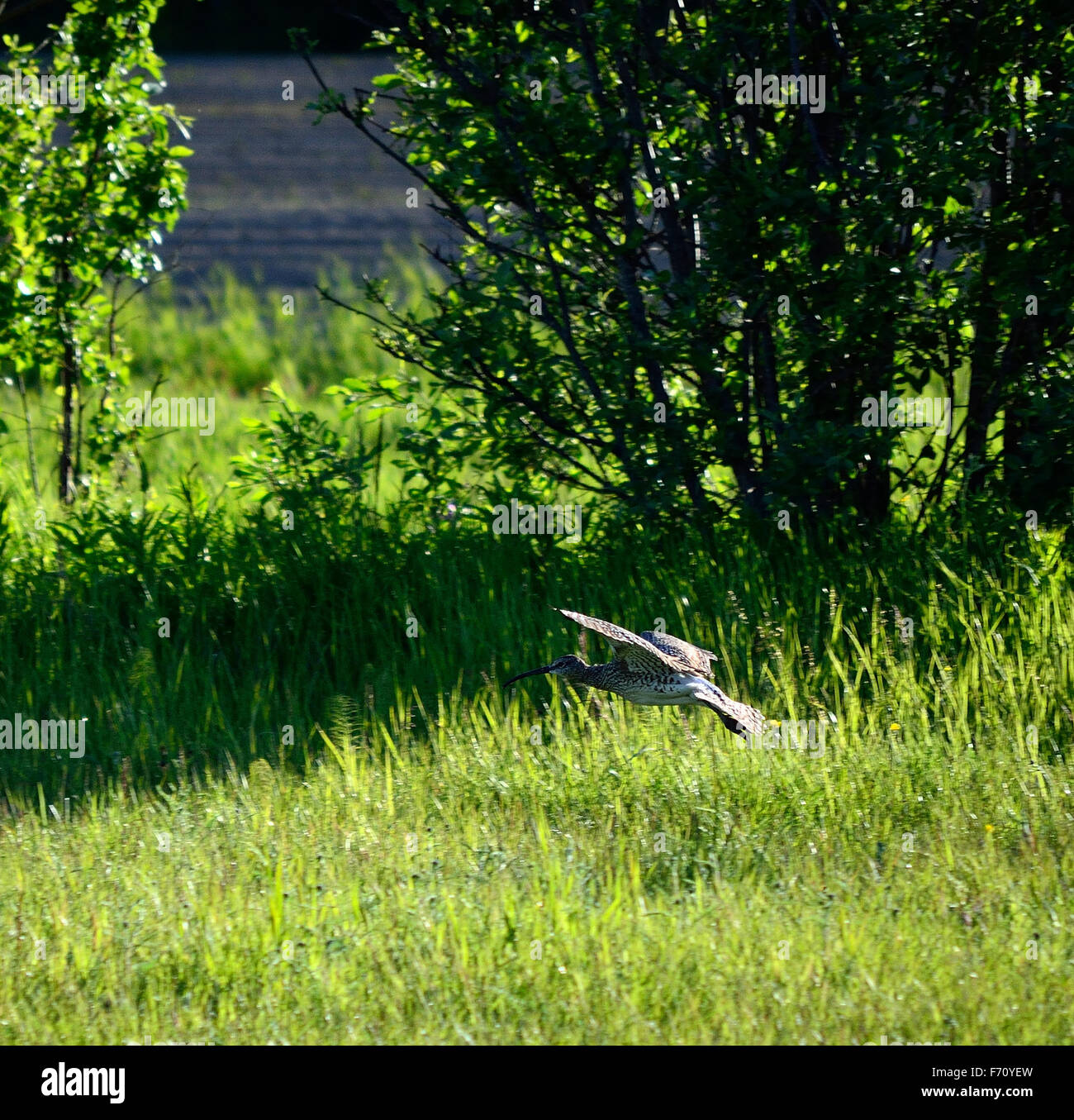 eurasian curlew landing on field in summer Stock Photo Alamy