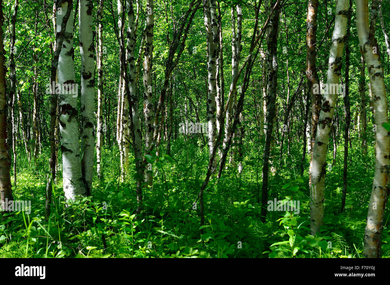 birch tree forest summer Stock Photo - Alamy
