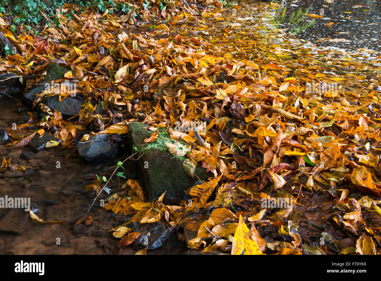 Fallen leaves blocking a stream in a Shropshire garden, England. Stock Photo