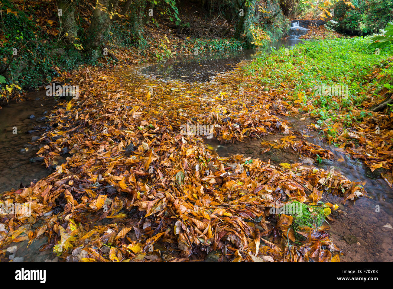 Fallen leaves blocking a stream in a Shropshire garden, England. Stock Photo
