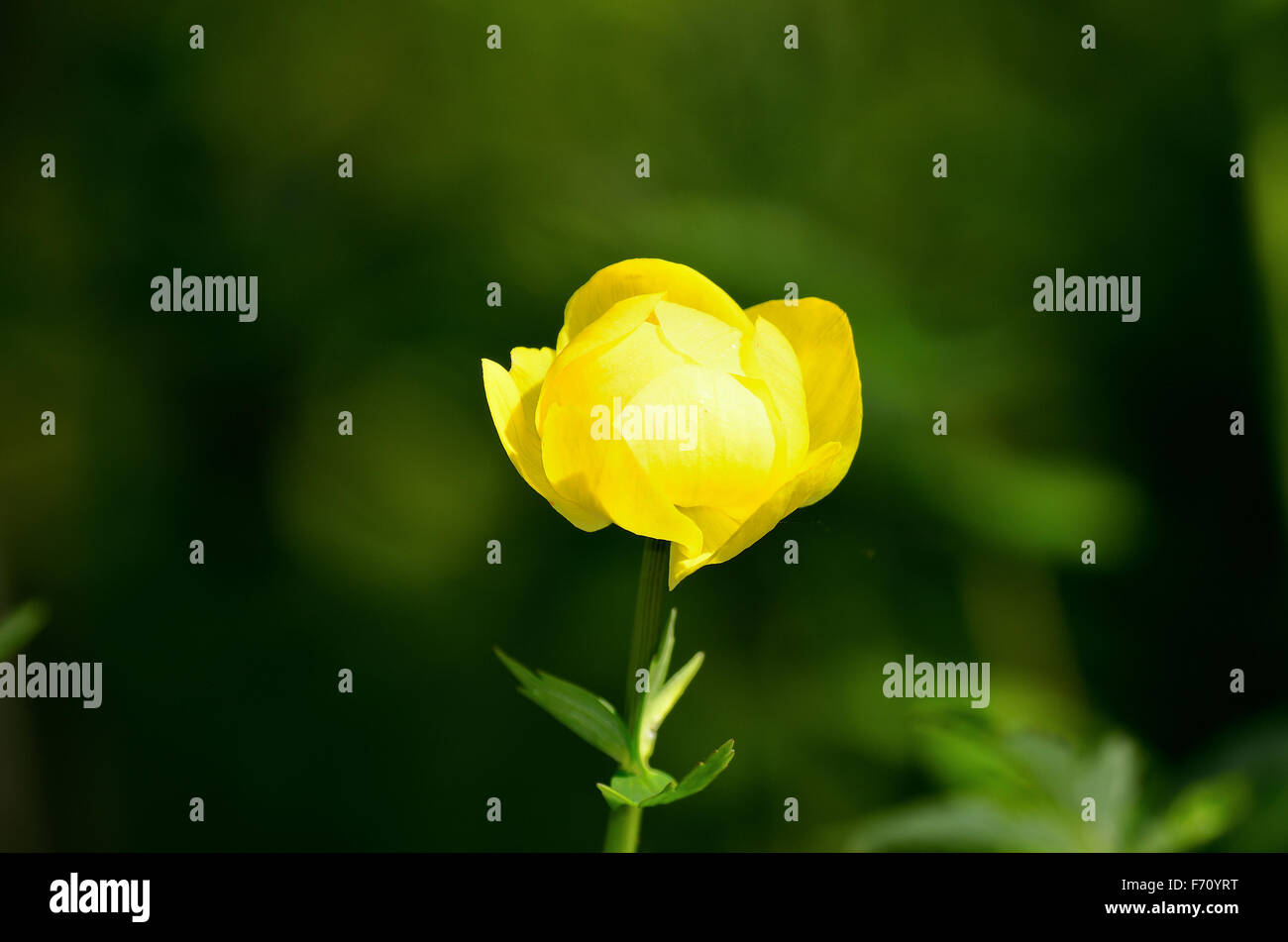 globe flower in summer sunlight Stock Photo Alamy