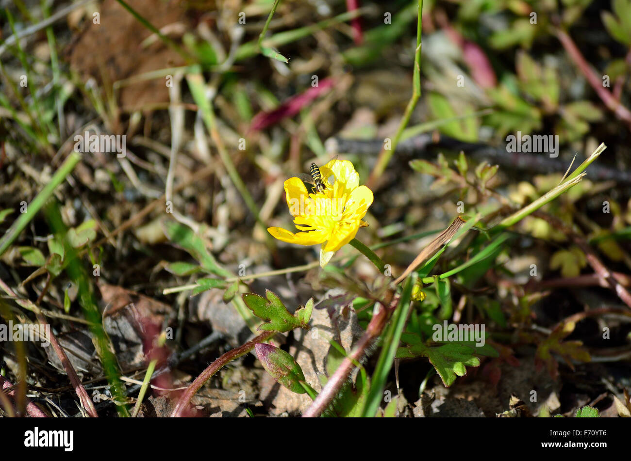 insect on buttercup flower in summer nature Stock Photo - Alamy