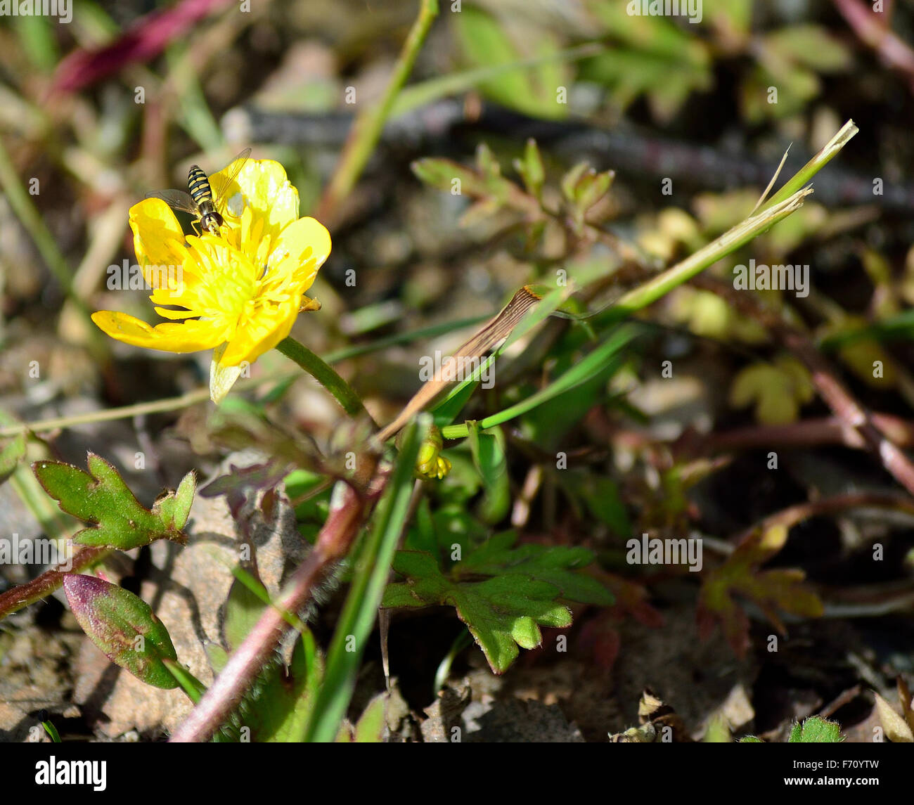 insect on buttercup flower in summer nature Stock Photo - Alamy