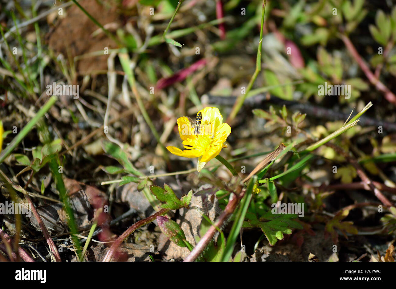 Arctic insect in the sun hi-res stock photography and images - Alamy