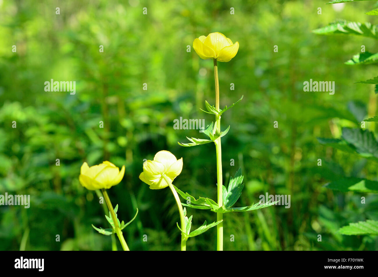 wild globeflower in the green vibrant forest Stock Photo