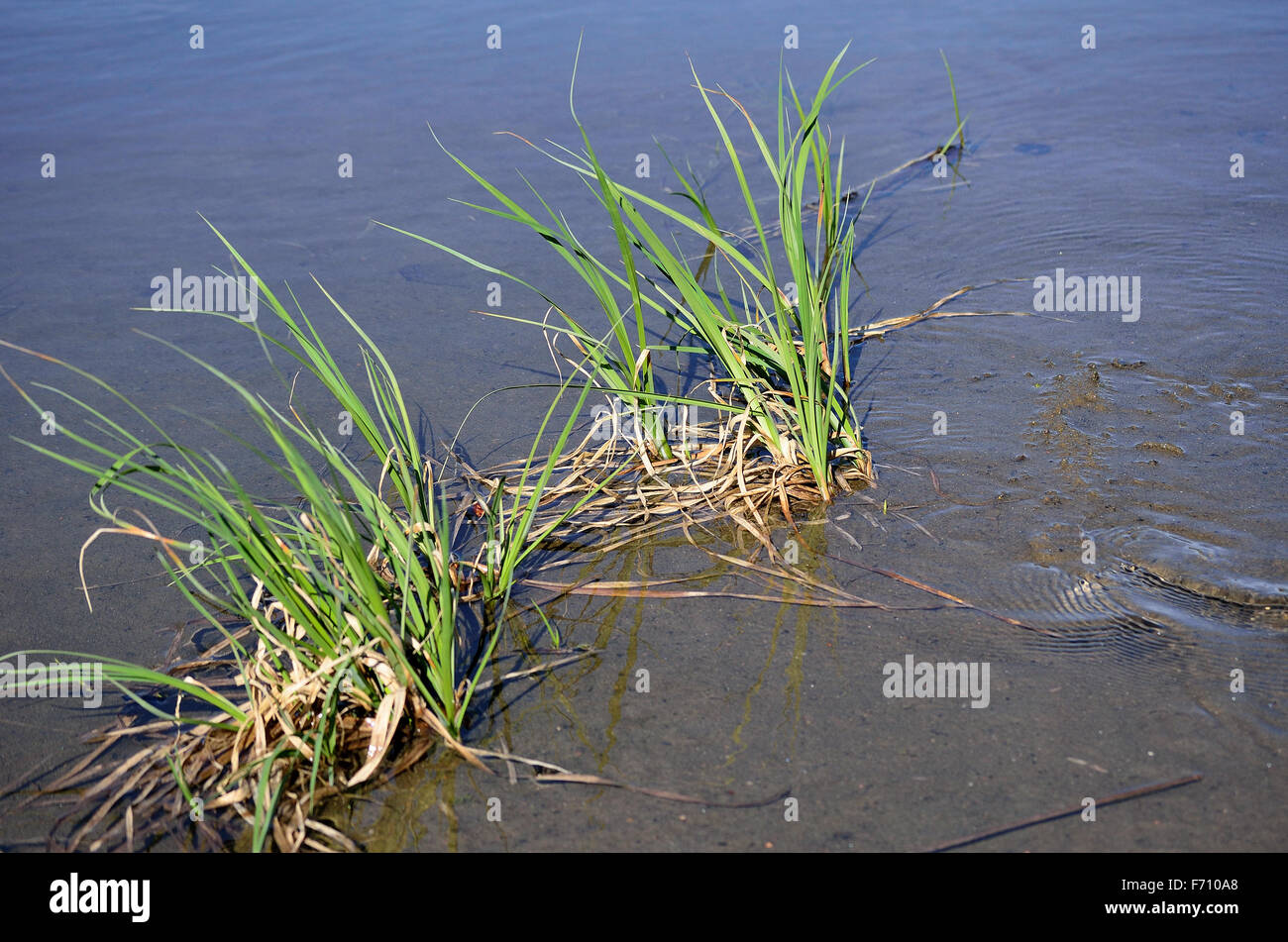 green grass in water Stock Photo Alamy