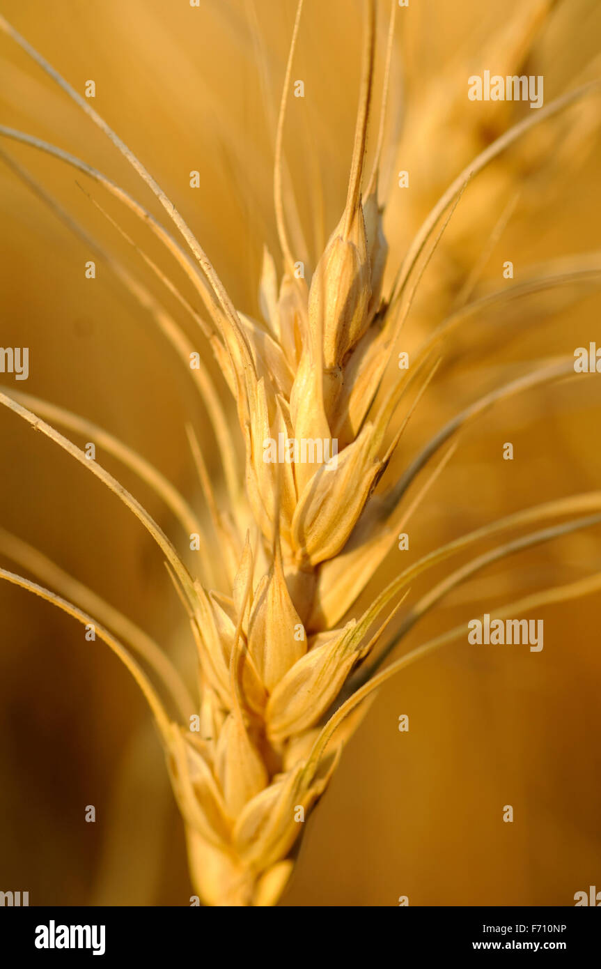 Wheat crop field, Pune, Maharashtra, India, Asia Stock Photo