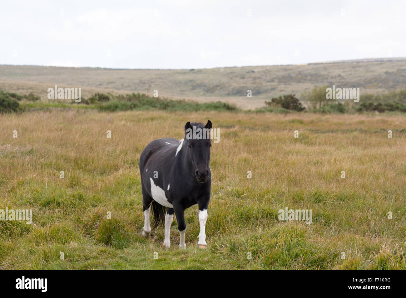 Dartmoor pony in a field in the Dartmoor National Park in Devon