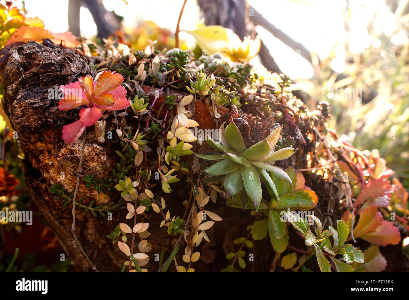plants and flowers in the morning sun Stock Photo Alamy