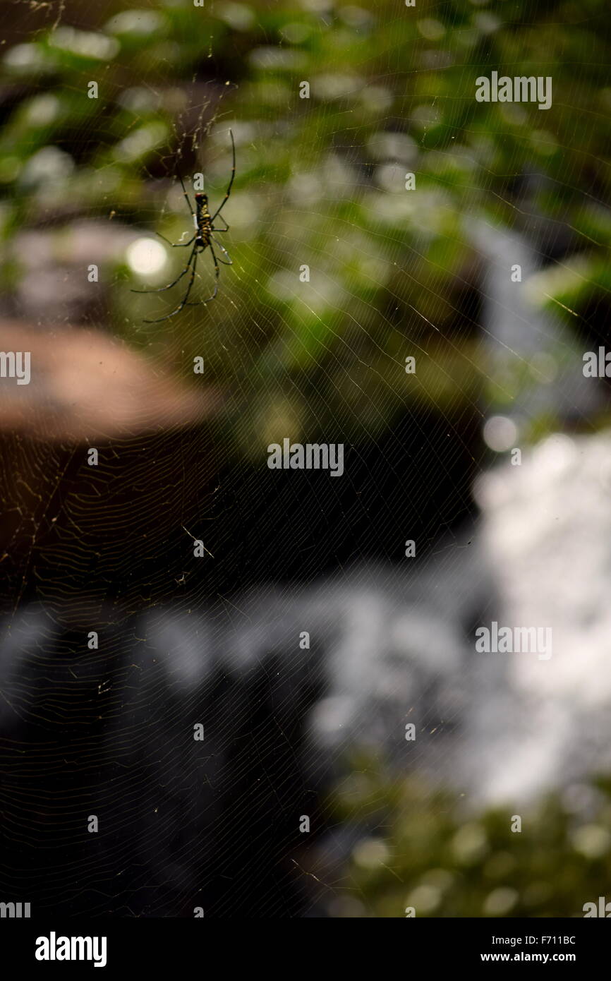 Spider in front of a waterfall. Nature's various kinds of beautiful. Stock Photo