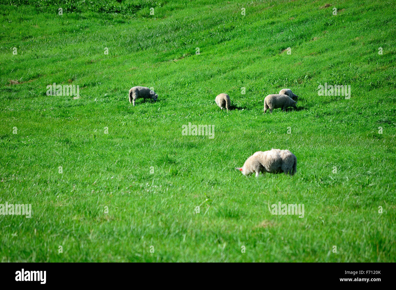 sheep grazing on vibrant green pasture in summer sunlight Stock Photo ...