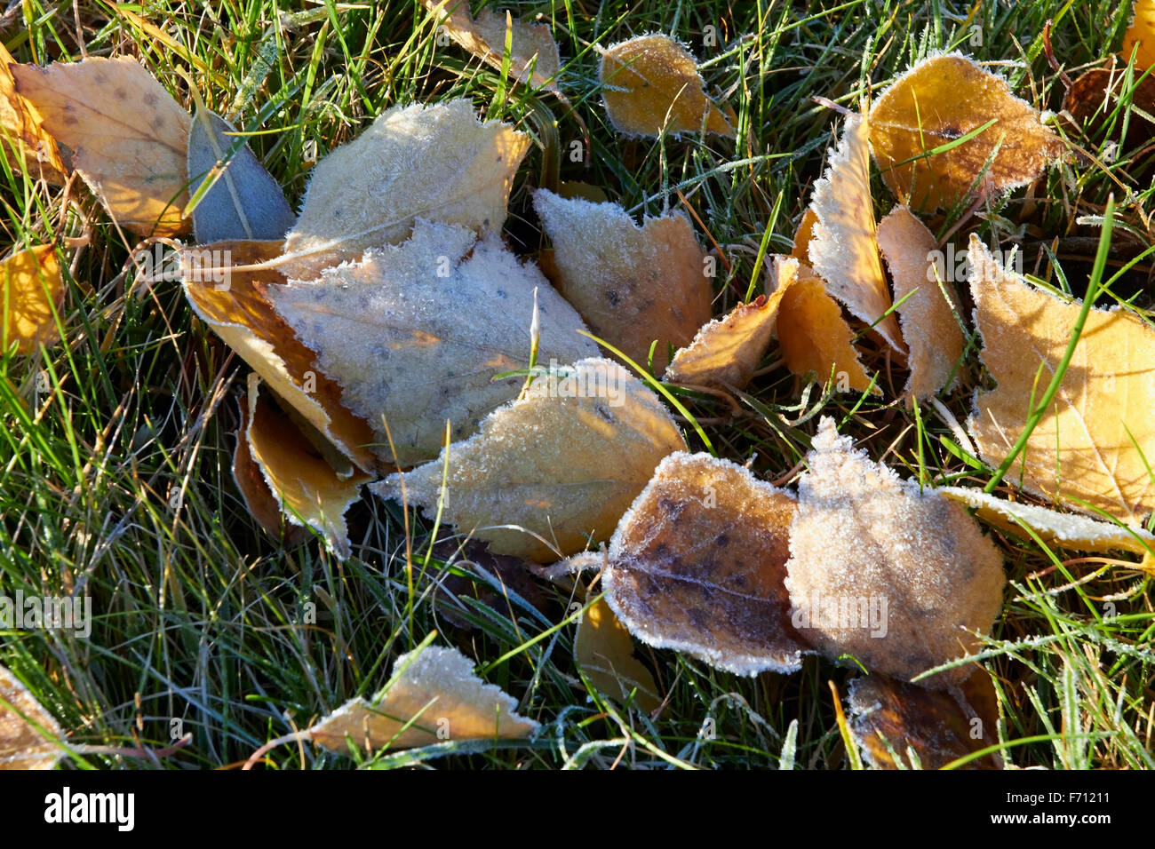 frosty leaves on ground Stock Photo