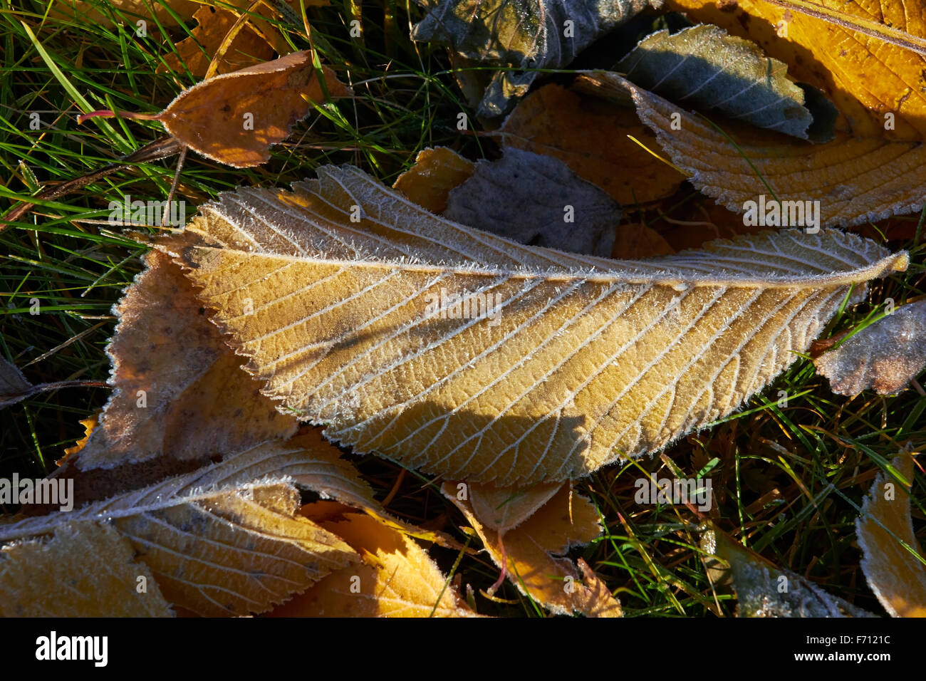 frosty leaves on ground Stock Photo